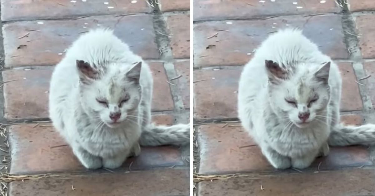 After more than ten years of wandering the streets of Los Angeles, this elderly cat has finally discovered the meaning of love