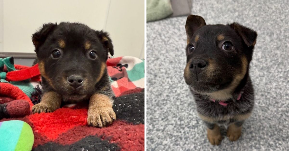 A Shelter Puppy Observes with Sorrow as His Siblings Find Homes While He is Left Unnoticed