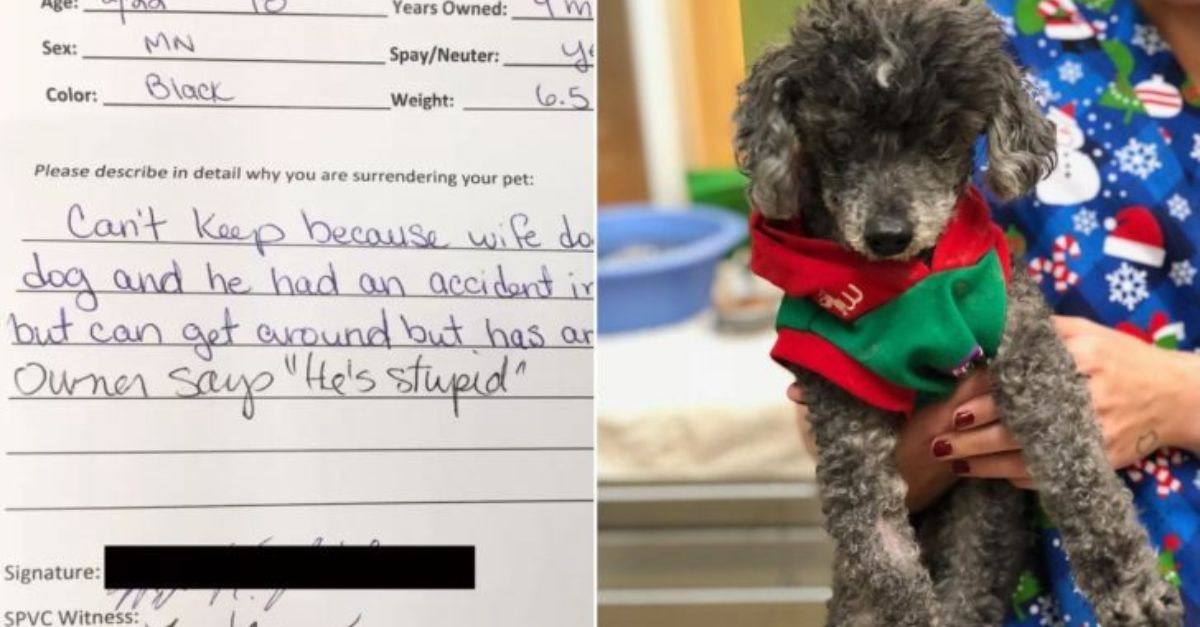 A veterinarian from California was taken aback when the owners expressed their desire to euthanize their 18-year-old poodle, citing the reason that the dog was ‘stupid.’