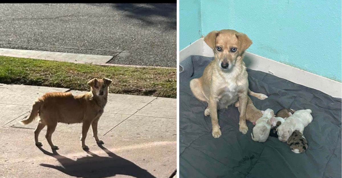 A pregnant dog, overwhelmed by fear and hesitant to seek assistance, wandered the streets of California; however, an extraordinary event soon unfolded