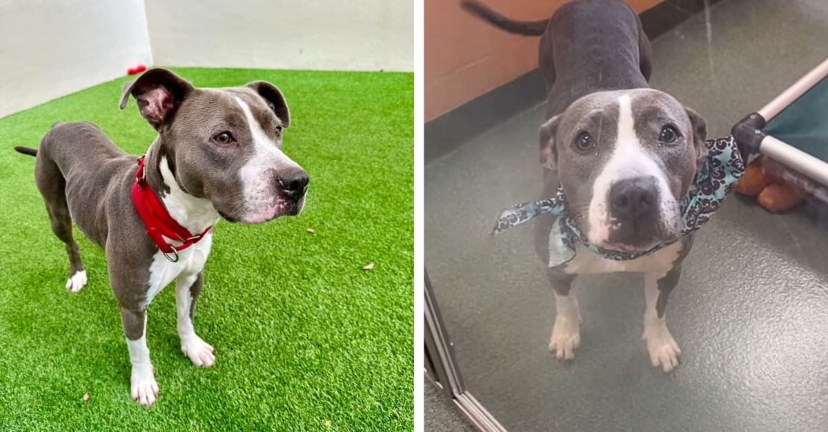A Shelter Dog from Florida Is Disheartened by the Fact That All Potential Adopters Are Ignoring Her
