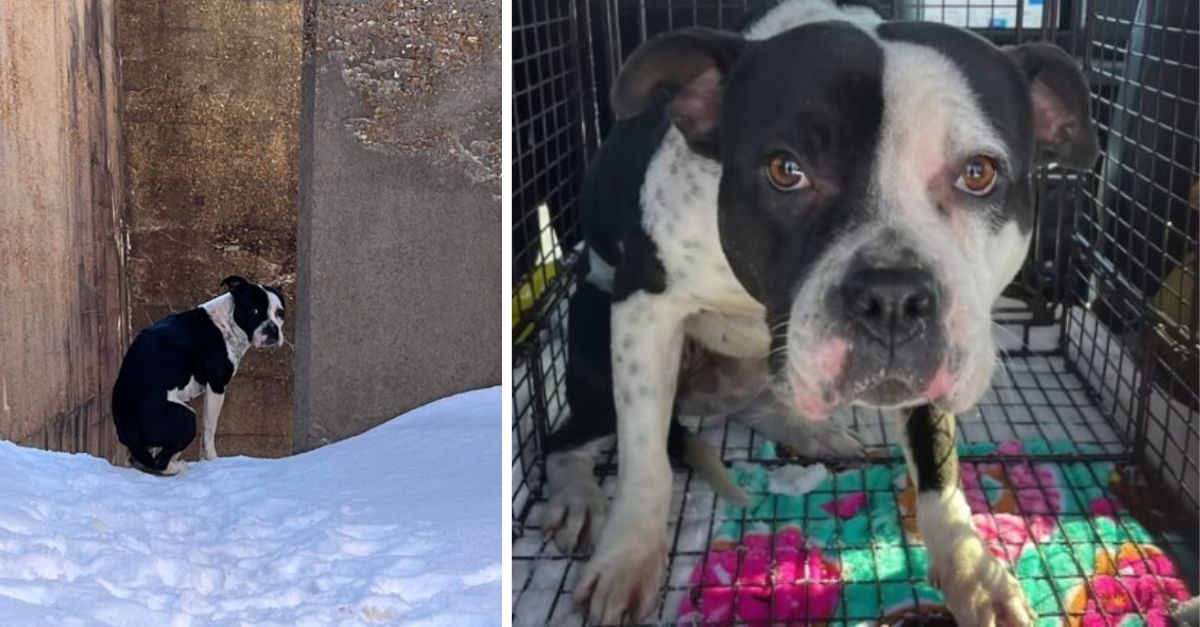 A rescuer from Missouri was astonished to discover a puppy suffering from the cold in an unoccupied and frigid structure