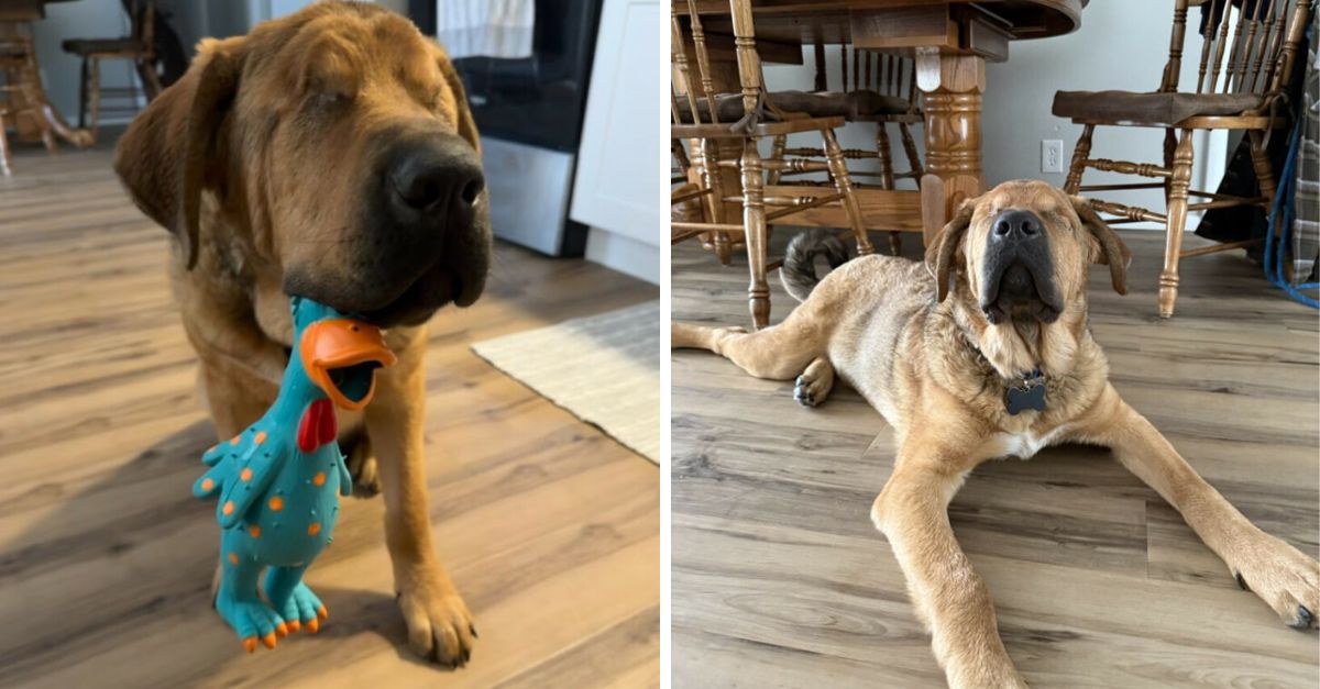 This blind dog Alie was abandoned at a shelter by his owner but now he has a new happy family with a new owner who loves him very much