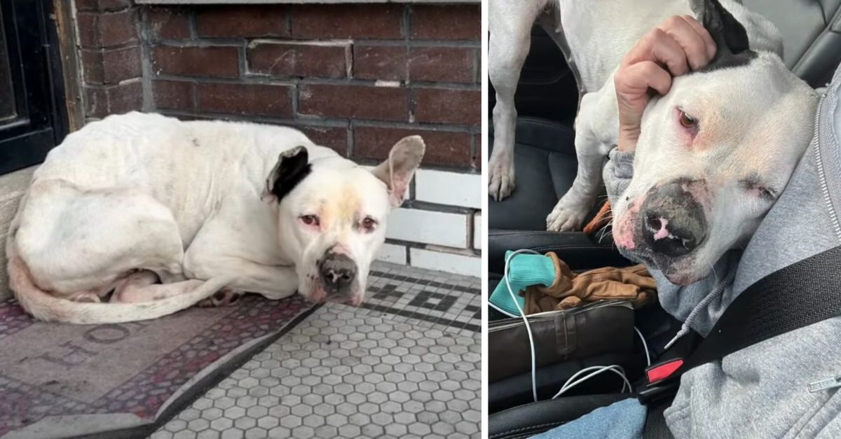 Rescue Teams from Missouri Respond to Urgent Call, Hurrying to Assist a Dog Trapped on a Freezing Porch