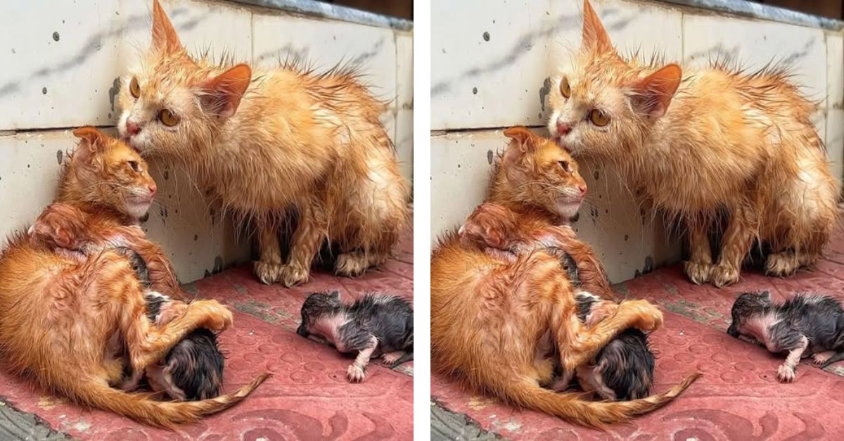 In the midst of a storm, this family of cats gathered closely for warmth and support: they were fatigued and shivering…