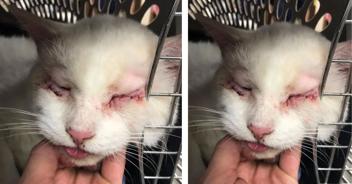 Neglected Blind & Deaf Cat with Rare Condition Rescued from Life of Suffering
