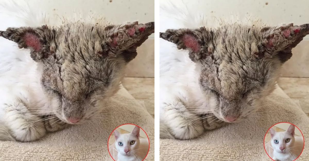 Despondent Cat Abandoned by Its Owners – Saved by a Woman Who Recognized His Genuine Beauty
