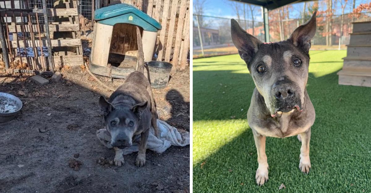 An elderly dog, previously confined outdoors in frigid temperatures, expressed immense joy upon encountering his rescuers