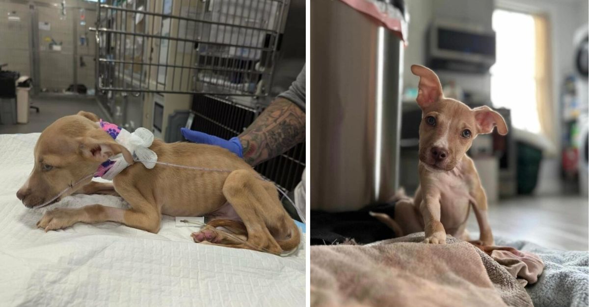 Veterinarians in New York who persevered in treating ailing puppy have dubbed him a ‘miracle’ following his recovery