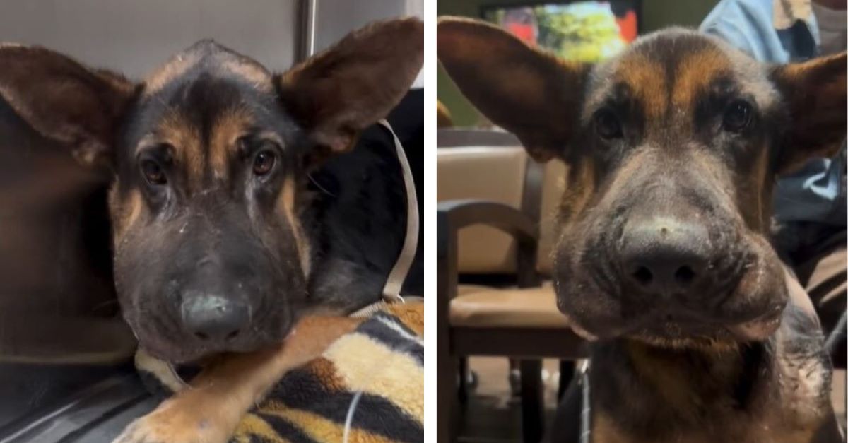 Abandoned, swollen puppy was left by his owner at a hospital in California and is now looking for a truly loving family