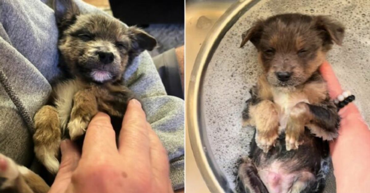A family halted their journey upon discovering a small puppy left alone beside a perilous road