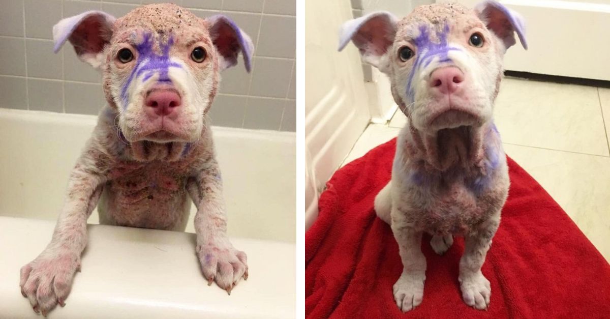 A Good Person Saved A Hairless Puppy Covered In An Unknown Coat Of Paint