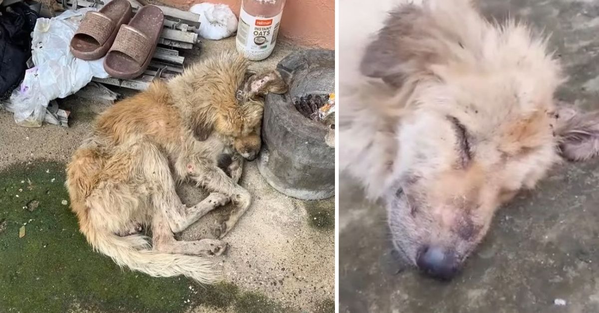 An Injured Puppy, Encrusted in Dirt, Undergoes a Remarkable Transformation Following Rescue