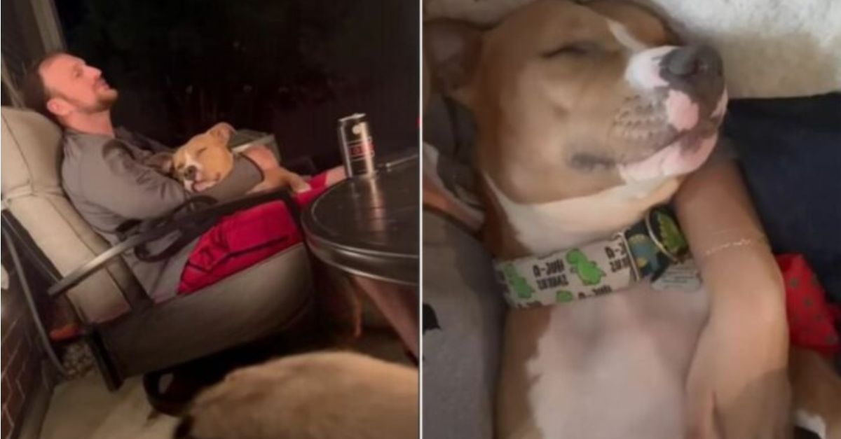 A couple rescued a dog from euthanasia and soon discovered that he was the ideal companion for them