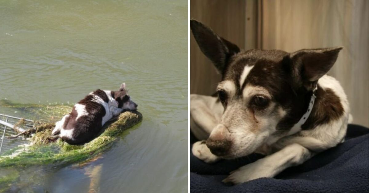 A bystander was taken aback upon discovering that a dog was trapped in a shopping cart within the canal, prompting an immediate response from them