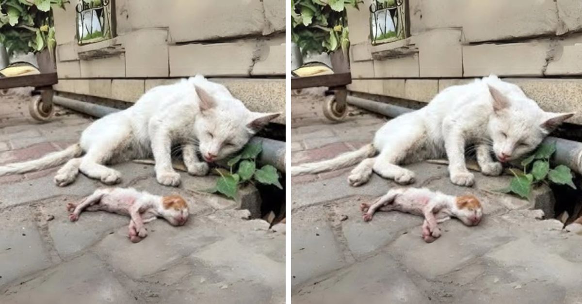This stray mother cat was in great pain when she saw her baby die from prolonged starvation