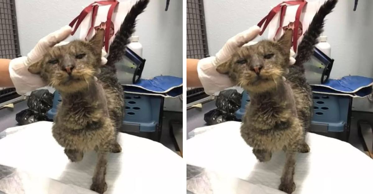 No one is willing to approach this ‘u.g.l.y’ cat. He has been isolated and yearning for companionship for more than a year in the shelter..