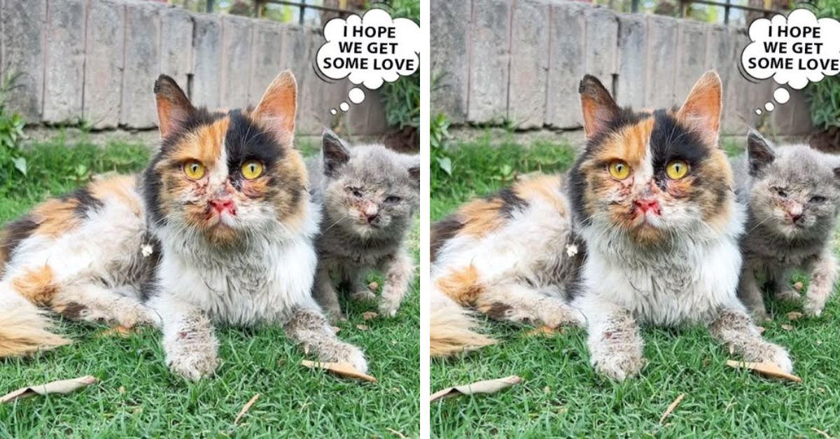 These two poor cats were starved and abandoned on the street by their owners when they moved house