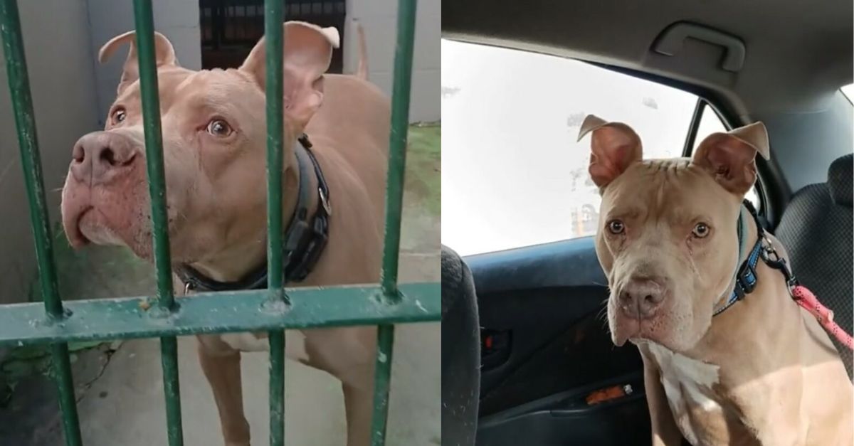 A Heartbroken Dog Has Been Brought Back To The Californian Shelter Multiple Times, Struggling To Comprehend Why He Is Unwanted