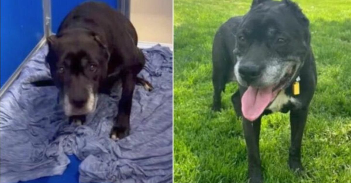 Rescue personnel from Philadelphia were taken aback when a 14-year-old dog was brought to the shelter for surrender