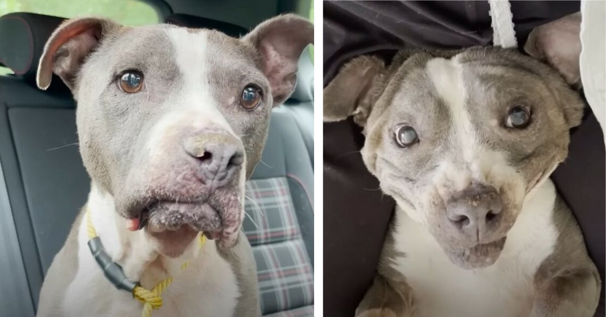 Senior Dog Begins to Rejuvenate After Experiencing the Essence of Love