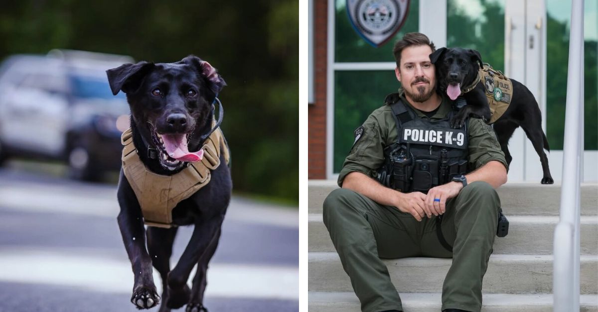 Charming Police Canine Demonstrates Her Ability to Ensure Global Safety While Captivating Hearts Simultaneously