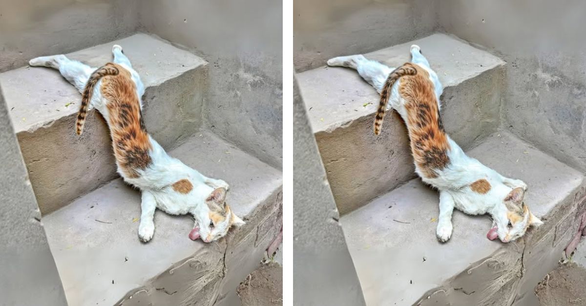 Poor stray cat just gave birth, weak and abused by passersby