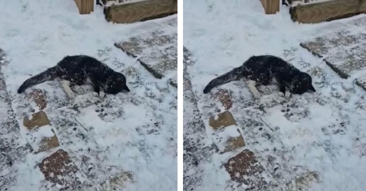 Nearly Frozen Cat Drags Herself Across A Snowy Driveway in Pennsylvania, Hoping for A Miracle