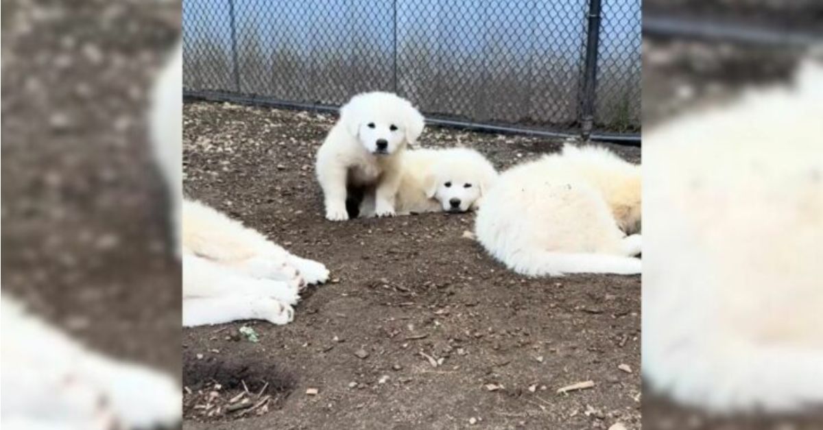 Heartbreak as rescuers discover the reason a Tennessee dog transported her seven puppies to a neighbor’s residence