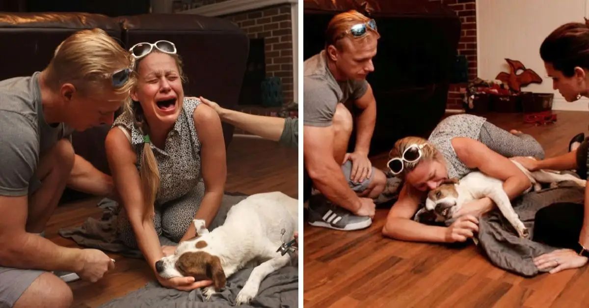 Veterinarians indicate that dogs exhibit these behaviors in their last moments, which is truly heart-wrenching…