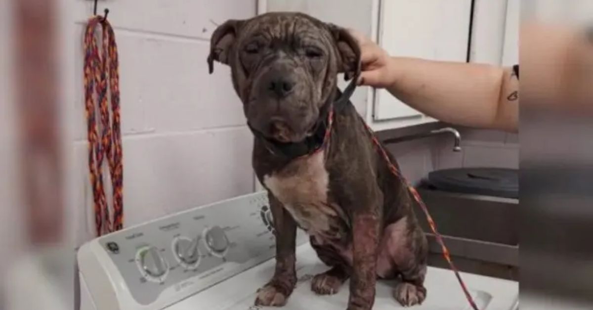 Virginia rescuers successfully saved a mysterious dog, only for a DNA test to uncover her true identity