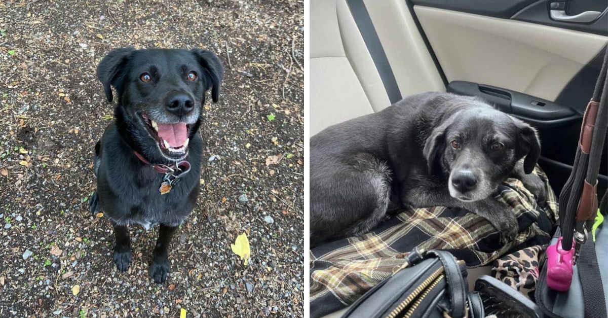 A Puppy from New Jersey Experienced Utter Heartbreak After Losing Her Home Three Consecutive Times