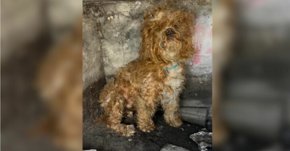 A Dog from California Surprised Everyone When They Discovered He Had Been Concealed in a Sewer for Several Days