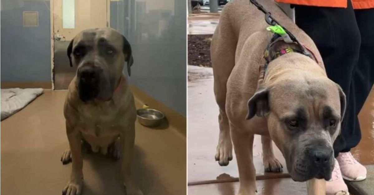 Shelter personnel were astonished upon discovering the reason this dog was returned to the shelter shortly after being adopted