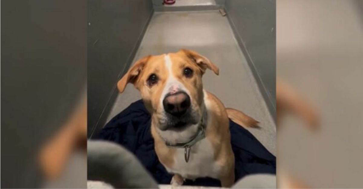 After 1,170 days, this sweet shelter dog from New York still hopes for a forever home, having been returned 5 times