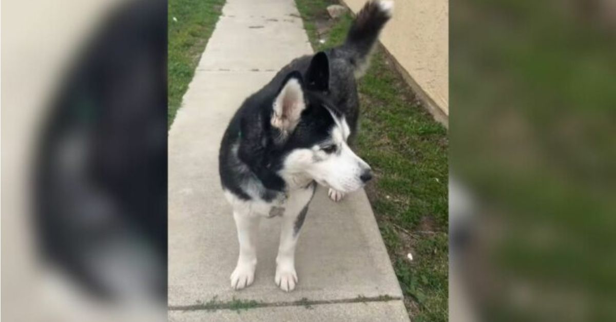 A California woman adopts a Husky, and what transpired on the first night left her astonished