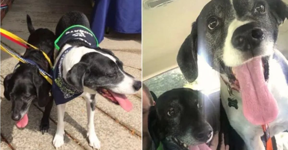An Indiana man has taken his two healthy dogs to be euthanized due to his girlfriend’s allergies