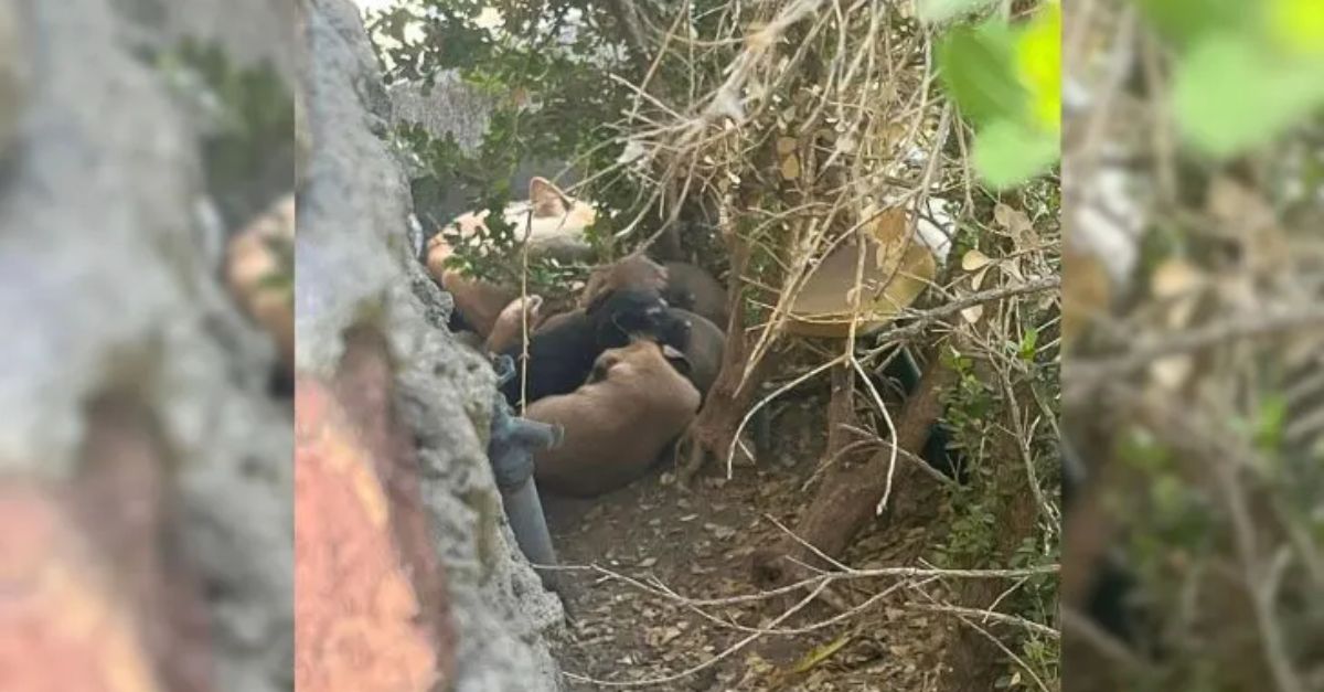A California woman noticed unusual activity in her flower beds, only to discover a remarkable surprise: an abandoned dog family