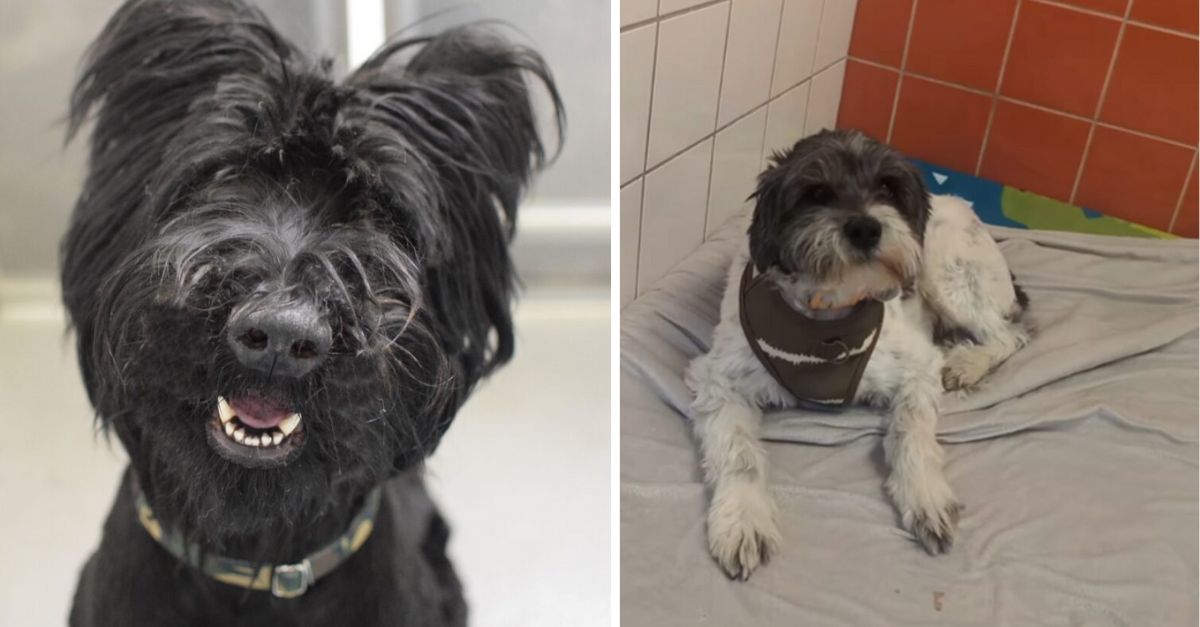 Michigan Rescue Stunned as Owners Bring Back Dog Merely 10 Minutes Following Adoption
