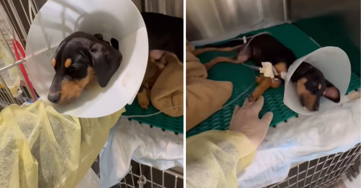 Texas Volunteer Observes Blind Puppy Rotating In Circles, Then Uncovers The Unexpected Explanation