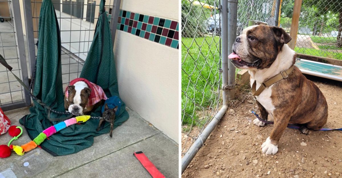 A Dog Secured to a Gate Surprises Texas Rescuers with the Unforeseen Narrative Linked to His Microchip