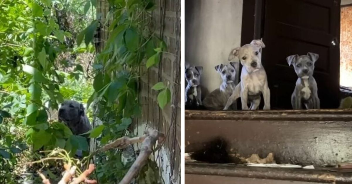 Missouri rescuers were devastated upon discovering a concerned mother dog safeguarding her puppies in an abandoned house