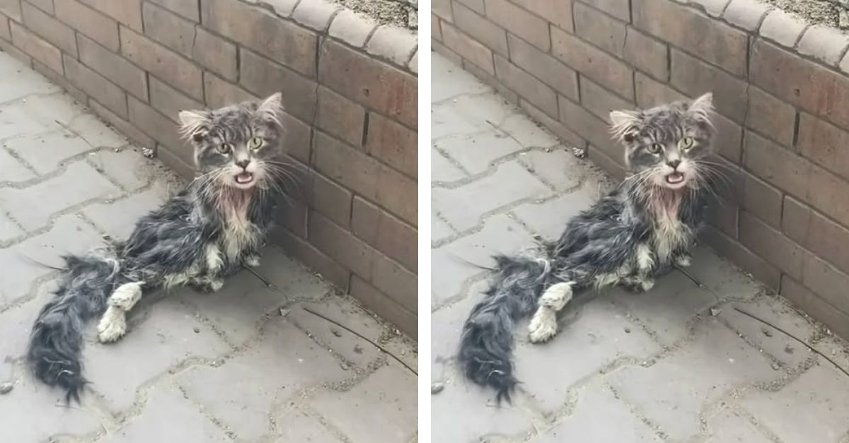 A long-haired gray stray kitten lay still on the sidewalk, injured and calling for assistance as pedestrians walked by